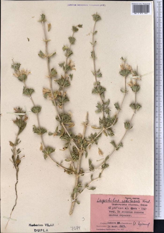 Lagochilus inebrians