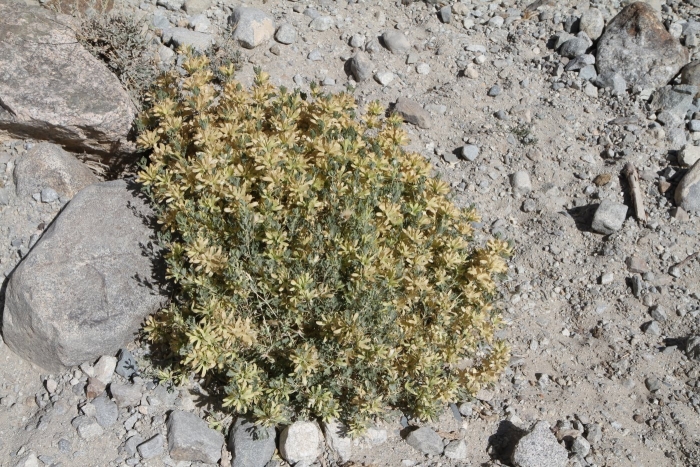 Thymelaea tartonraira