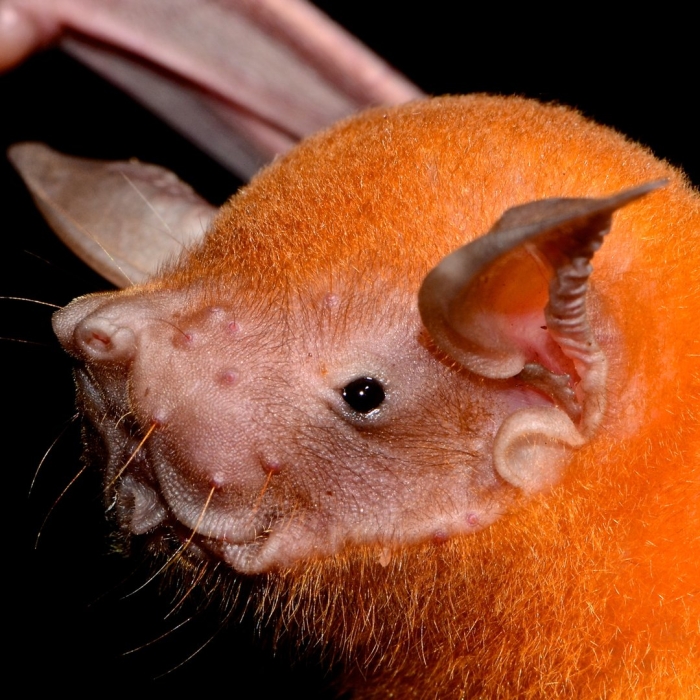 Зайцегуб летучая мышь