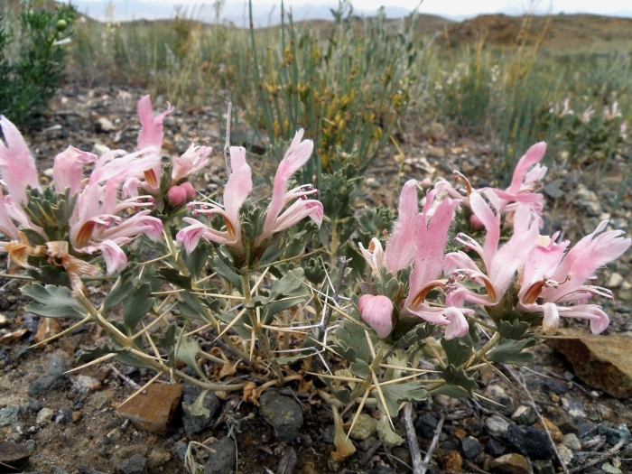 Зайцегуб опьяняющий трава