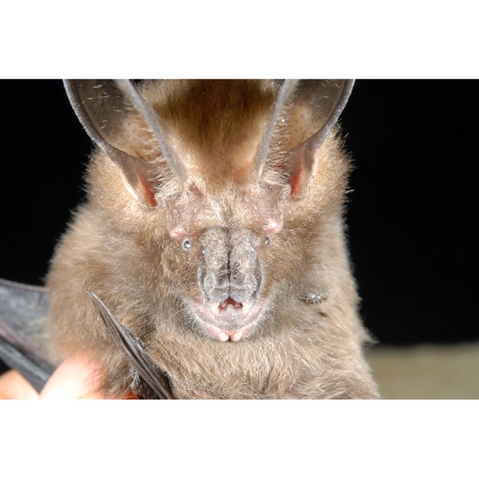 Rhinolophus ferrumequinum