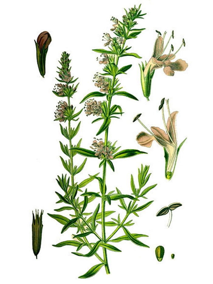 Hyssopus officinalis