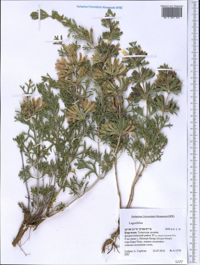 Лапчатка серебристая potentilla argentea