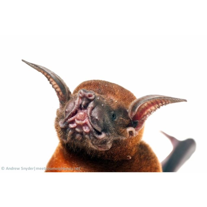 Летучая мыши