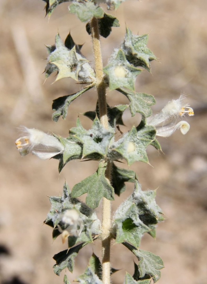 Atriplex cana