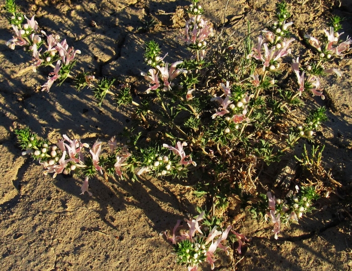 Astragalus ensiformis