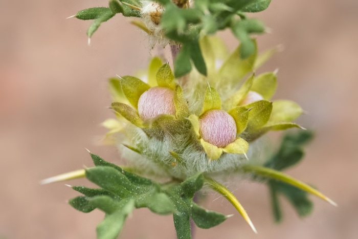 Большой зайцегуб