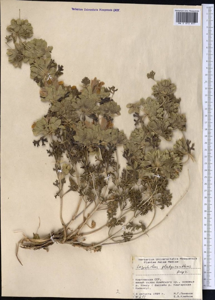 Geraniums dry herbarium