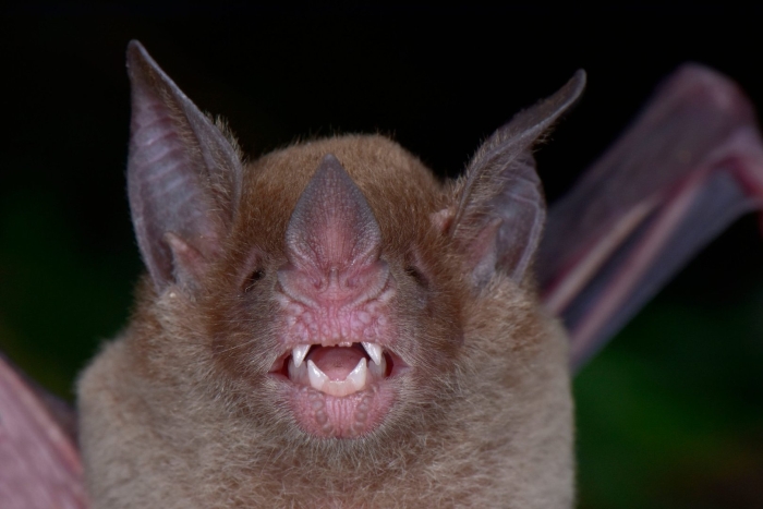 Свиноносая летучая мышь