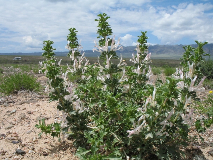 Lagochilus inebrians