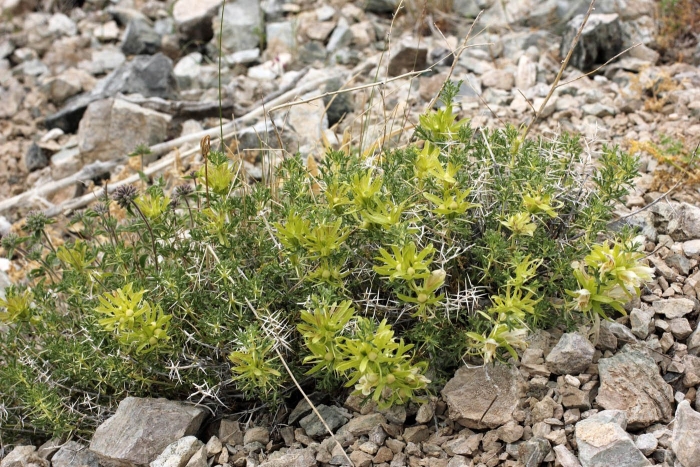 Calytrix tetragona
