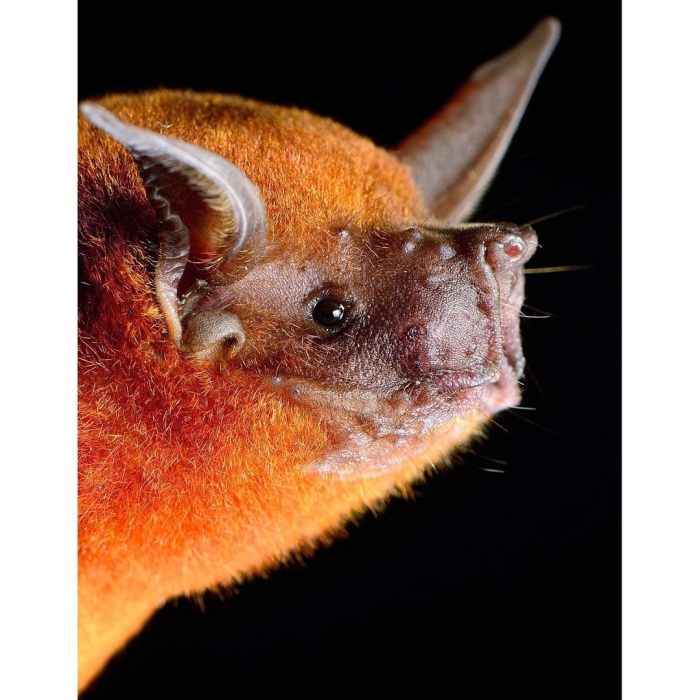 Кубинская воронкоухая летучая мышь