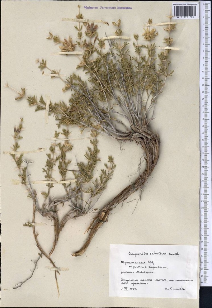 Lagochilus inebrians