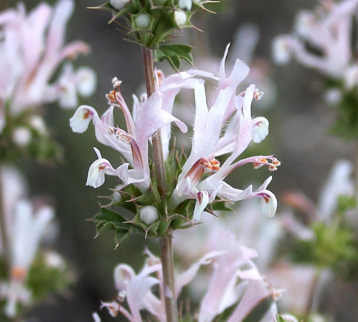 Шалфей эфиопский (ключ-трава)