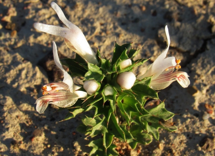 Зайцегуб опьяняющий