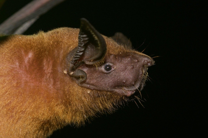 Noctilio albiventris