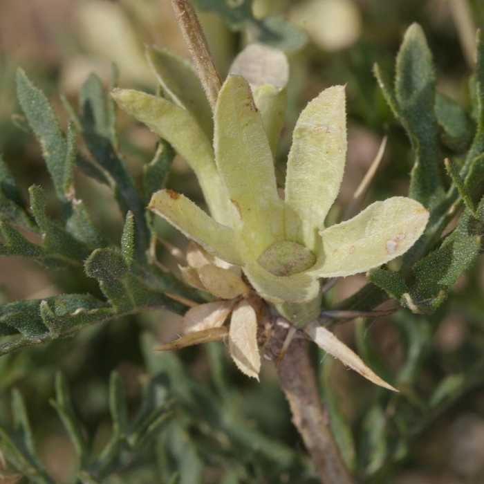 Astragalus albicaulis