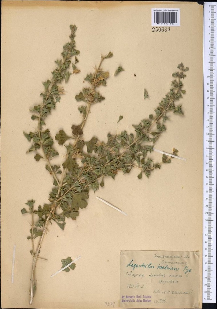 Стальник полевой гербарий