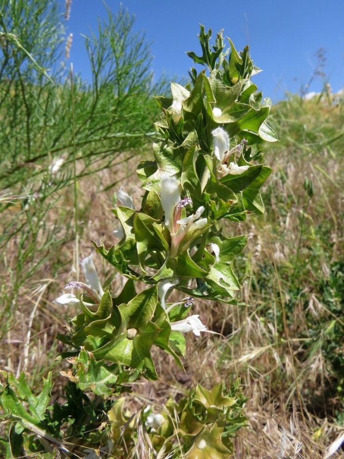 Lagochilus platycalyx
