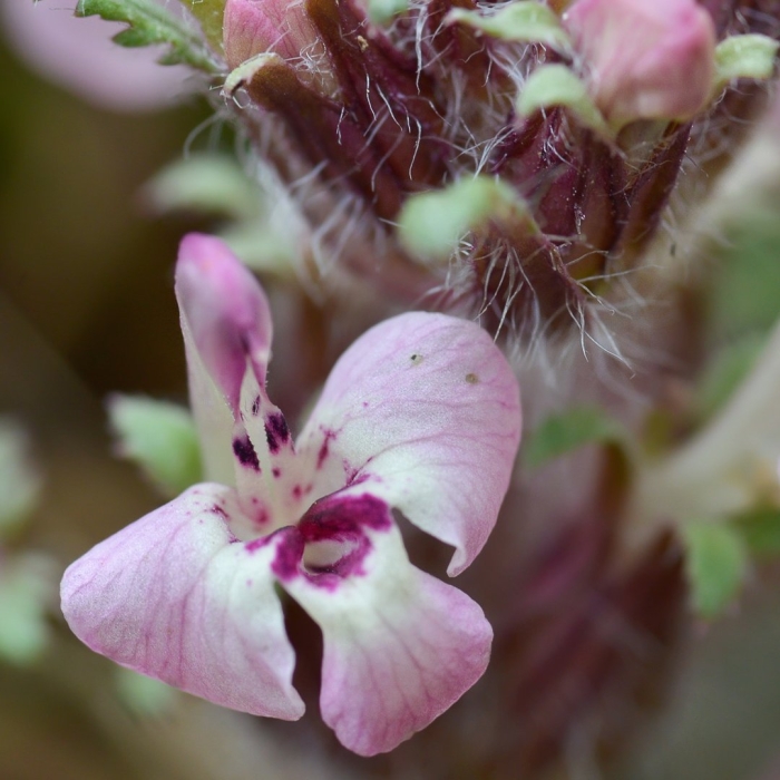 Pedicularis semenowii