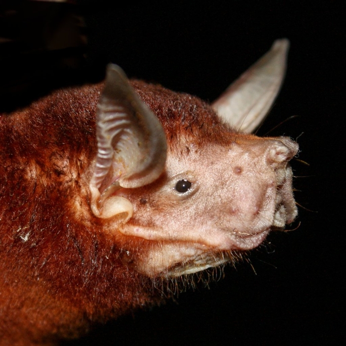 Noctilio leporinus