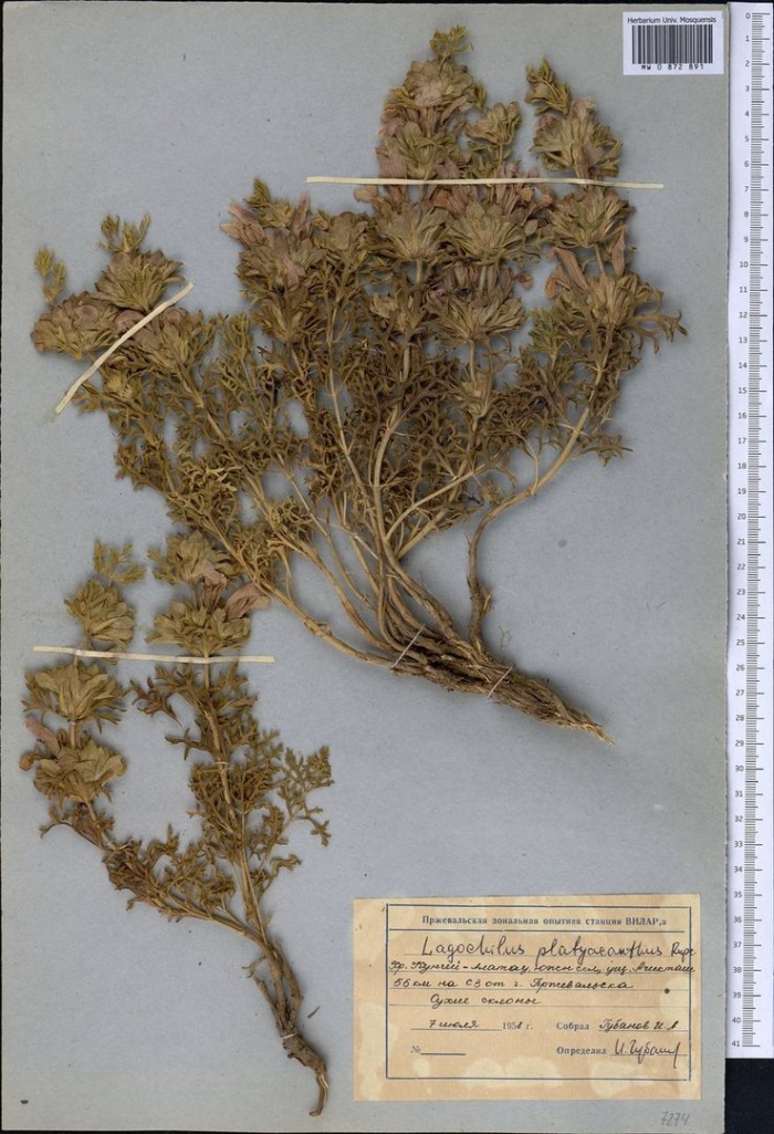 Вздутоплодник сибирский фармакогнозия