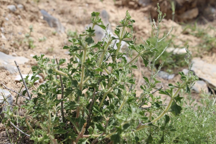 Atriplex argentea