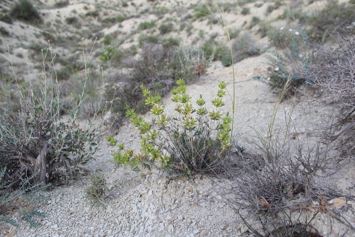 Melilotus officinalis