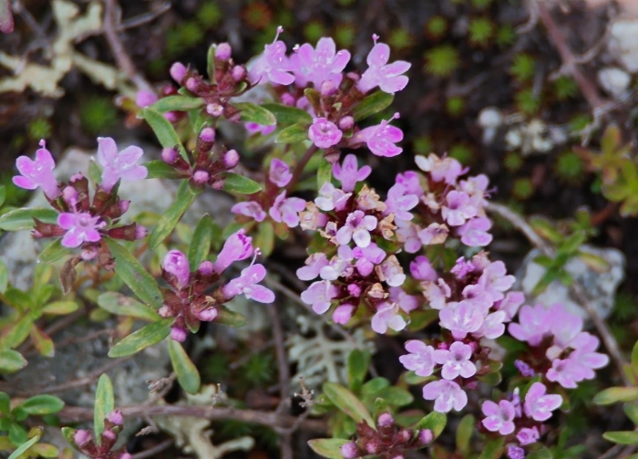 Тимьян ползучий thymus serpyllum