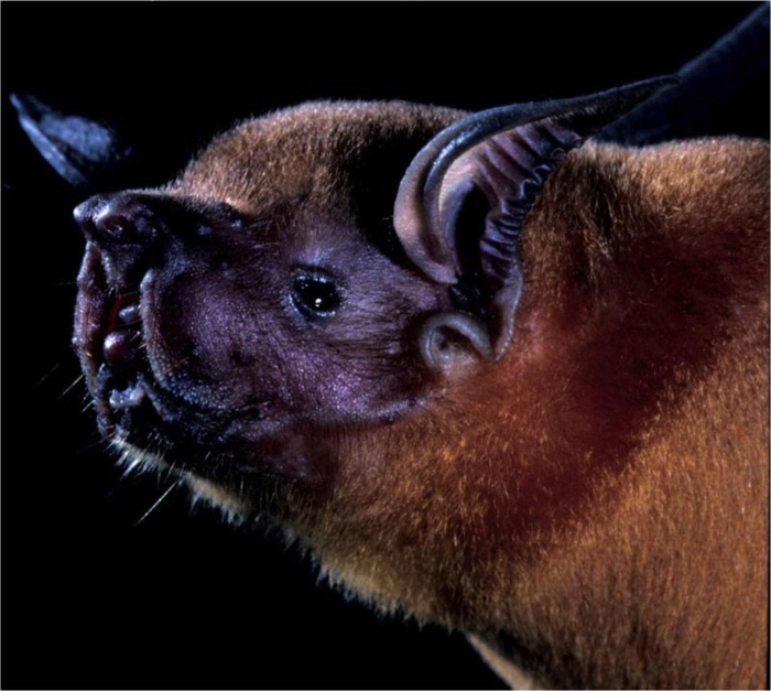 Летучая мышь вампир