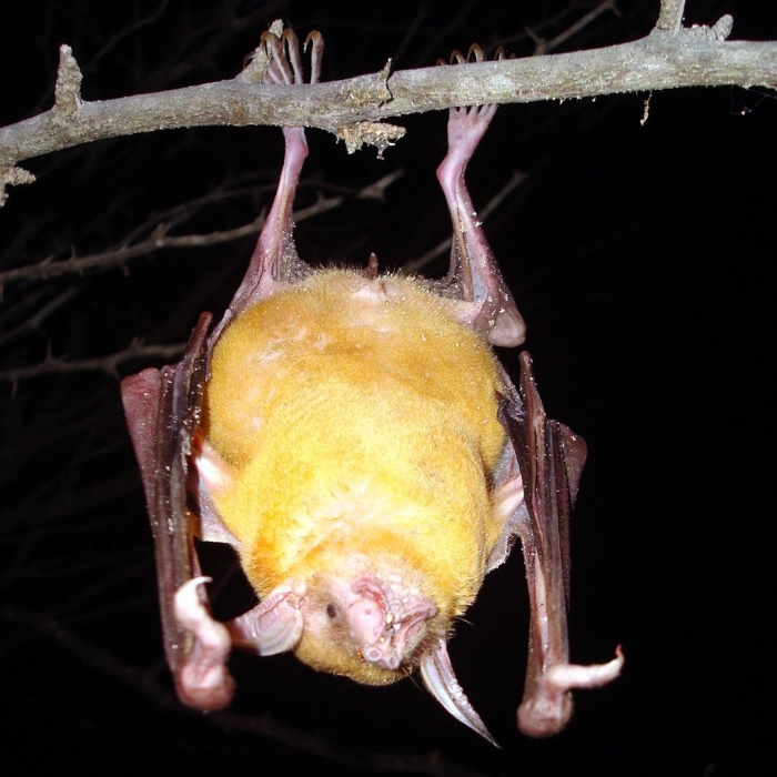 Летучая мышь крылан