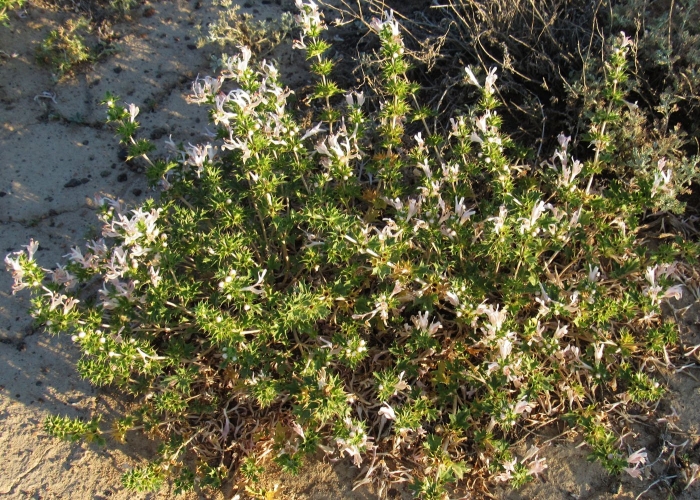 Rosmarinus officinalis