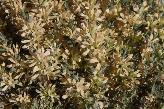 Artemisia arborescens