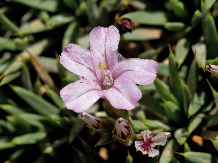 Gypsophila repens rosea
