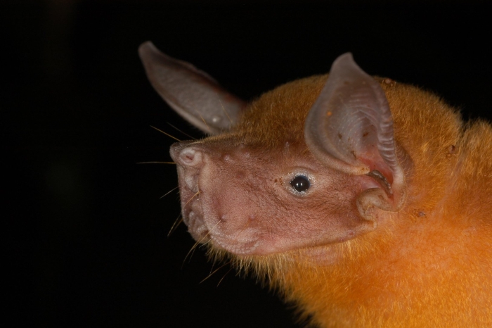 Рыбоядные летучие мыши