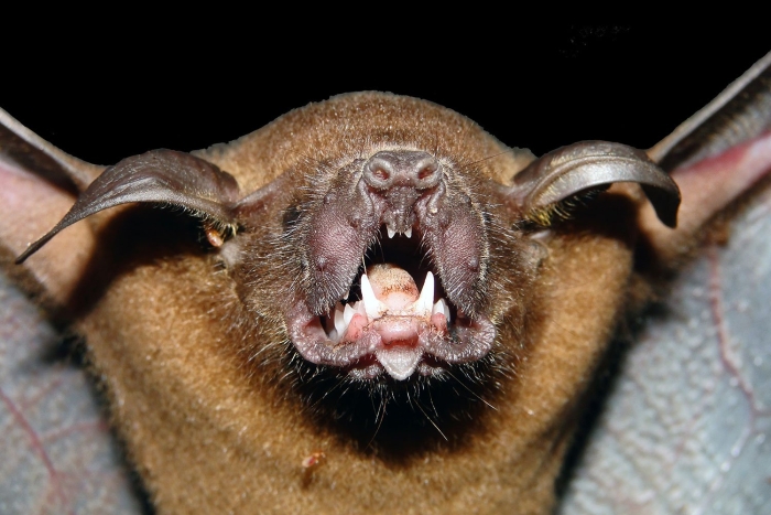 Большой зайцегуб летучая мышь