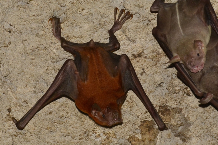 Гривастый ацеродон летучая мышь