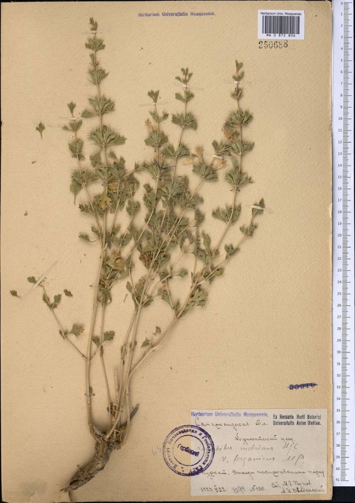 Thymus marschallianus