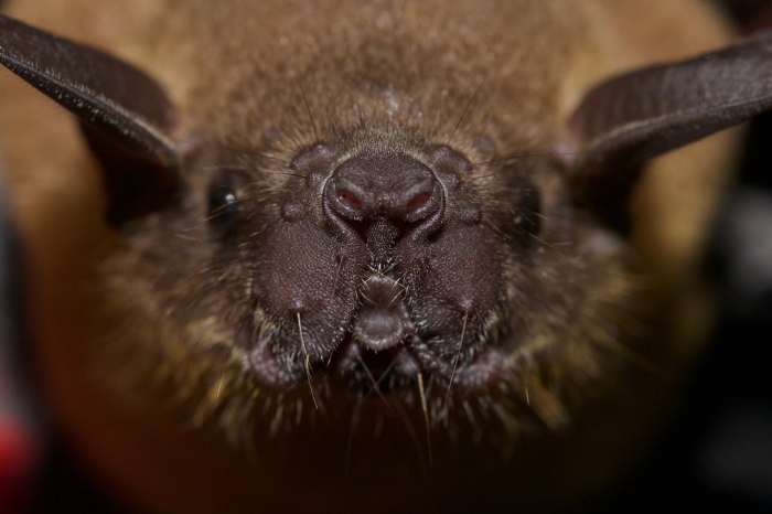 Обыкновенный вампир летучая мышь