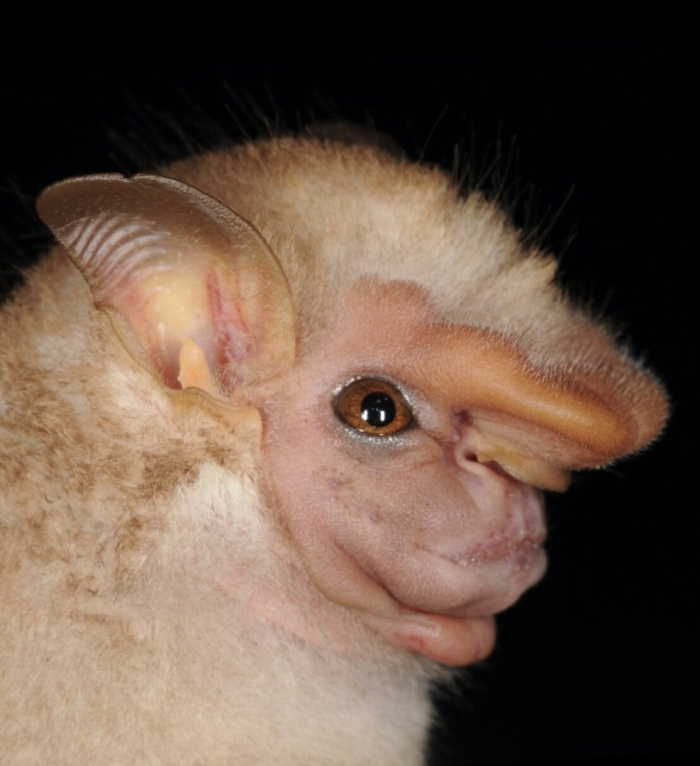 Складчатомордый листонос