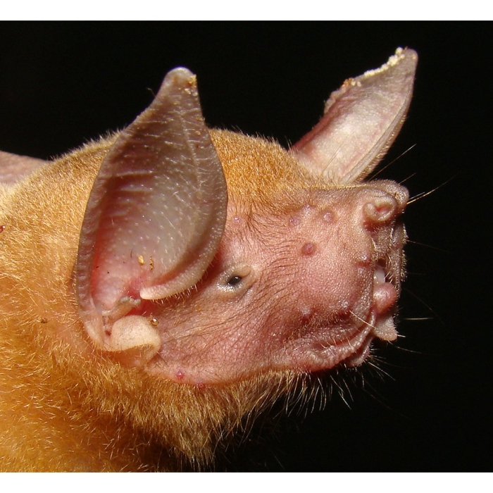 Летучая мышь животное