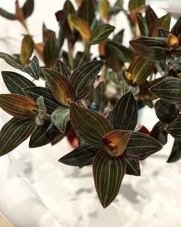 Орхидея лудизия драгоценная