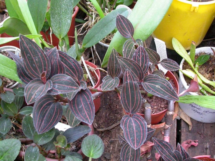 Лудизия уход в домашних условиях