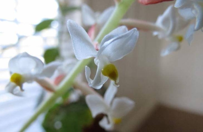 Орхидея драгоценная