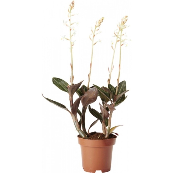 Лудизия орхидея