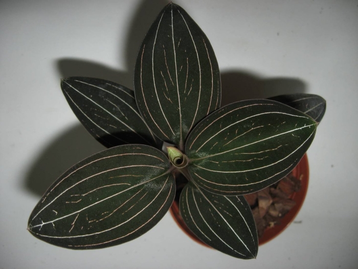 Орхидея драгоценная лудизия