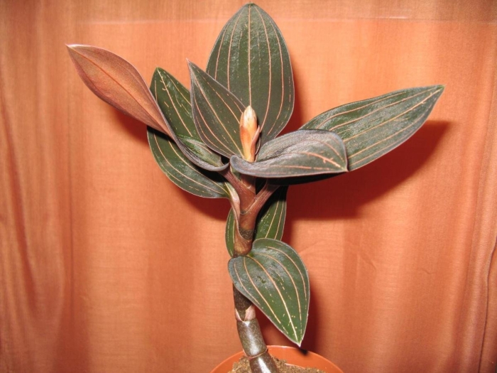 Лудизия орхидея