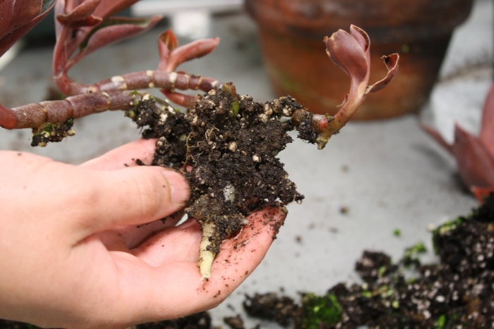 Орхидея лудизия почва