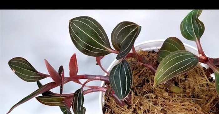 Драгоценная орхидея лудизия