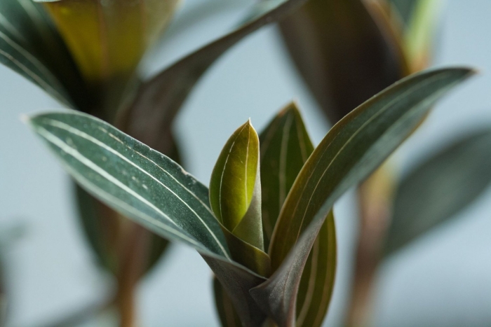 Лудизия грин вельвет